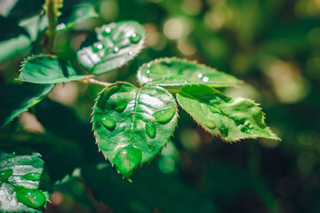 leaf with water drops