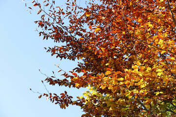 Tree with beautiful bright leaves under blue sky on sunny autumn day