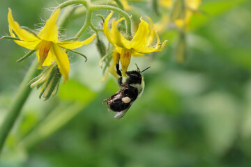 Bumblebee pollinating tomato orchard