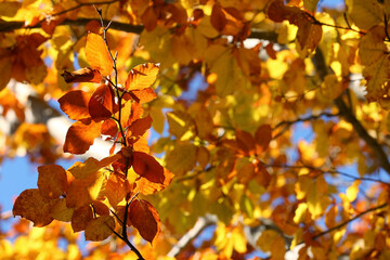 Fototapeta na wymiar Tree with beautiful bright leaves outdoors on sunny autumn day, closeup