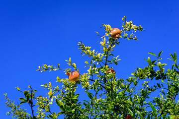 Many small raw pomegranate fruits and green leaves in a large tree in direct sunlight in an orchard garden in a sunny summer day, beautiful outdoor floral background photographed with selective focus.