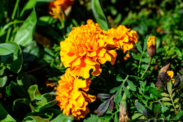 One vivid tagete or African marigold flower in a a garden in a sunny summer garden, textured floral background photographed with soft focus.