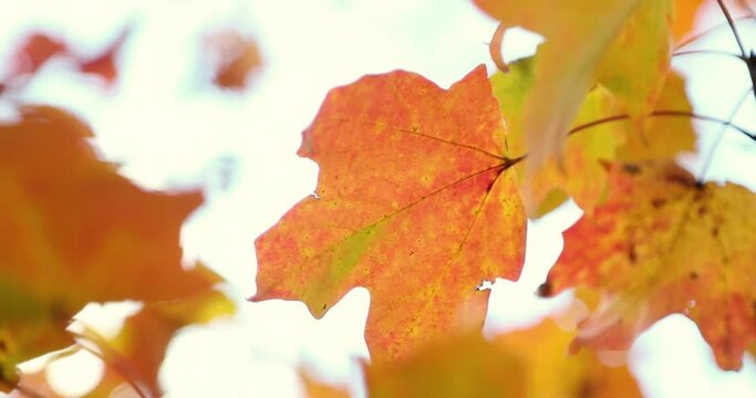 Beautiful red and yellow fall autumn leaves blow peacefully in the wind. Shot close up in 4k.