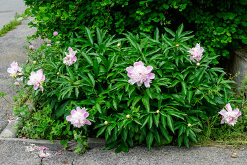 Bush with large delicate pink peony flowers in direct sunlight, in a garden in a sunny summer day, beautiful outdoor floral background photographed with selective focus.