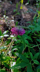 Obraz premium blooming pink clover in the forest 
