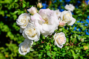 Large bush with many delicate white roses and green leaves in a garden in a sunny summer day, beautiful outdoor floral background photographed with soft focus.