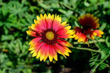 One vivid yellow and red Gaillardia flower, common known as blanket flower,  and blurred green leaves in soft focus, in a garden in a sunny summer day, beautiful outdoor floral background.