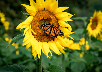 Sunflowers and butterflies and bees at sunflower farm in Dawsonville Georgia.