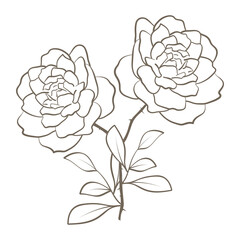 hand drawn rose
