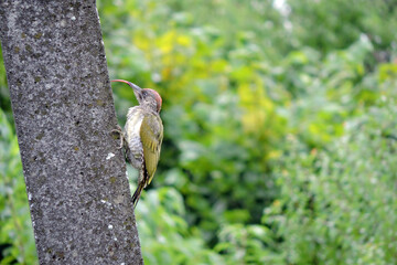 The juvenile European green woodpecker sticking out its long tongue while sitting on a concrete...