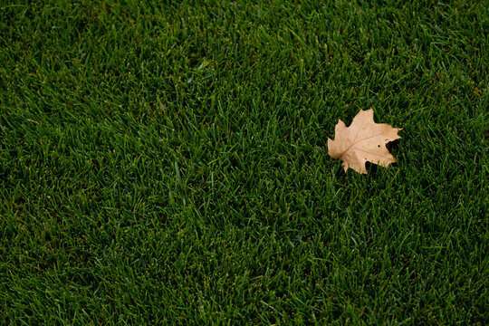 Alone dry autumn leaf on the green lawn desktop picture. Mid-high lawn texture. Park lawn texture. Top view, overhead shot. Grassplot surface backdrop. Grass home screen. Green lawn desktop picture.
