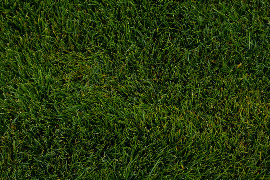 Mid-high lawn texture. Park lawn texture. Top view, overhead shot. Grassplot surface backdrop. Grass home screen. Green lawn desktop picture.