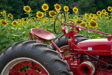 Red tractor at a sunflower farm in Dawsonville Georgia. 