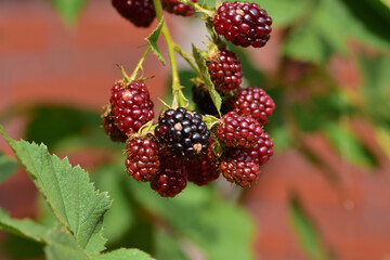 Ripe and unripe raspberries on the same bush with low magnification emitted from the background.