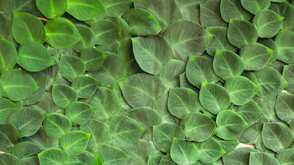 Green leaves background of a plant.