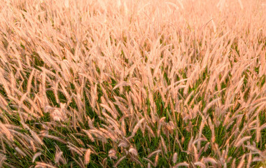 mountain meadow in sunset light