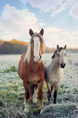 two horses portrait looking straight to camera on morning frosty field