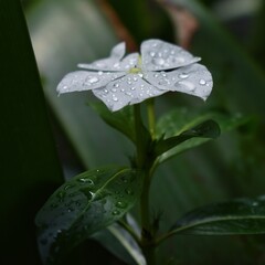 Beautiful white flower in the middle of the humid forest with the fresh morning dew