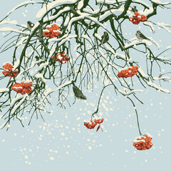 Fototapeta premium A beautiful winter landscape with snow-covered branches and red clusters of mountain ash and a flock of small frozen sparrows against the sky. Snowy vector illustration