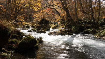 stream in the forest