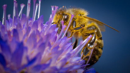 Honigbiene (Apis), auf Blüte © Richard Schramm