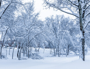 Landscape of trees in snow