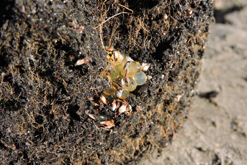 Yellow translucent Spanish slug eggs in the wet dirt