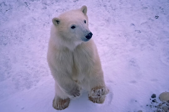 Polar Bear Cub Standing Upright