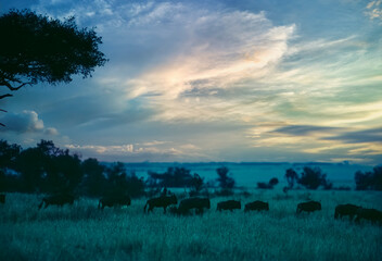 Herd of wildebeest silhouette