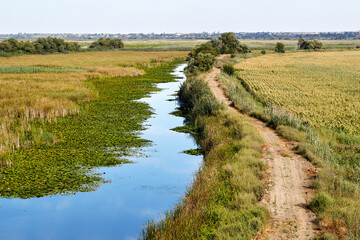 Top view of the lake overgrown with lilies and reeds and dirt road near it