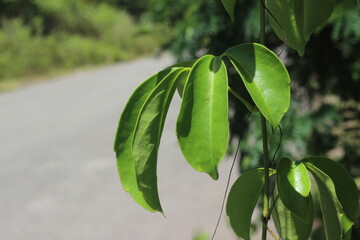 green leaves in the garden