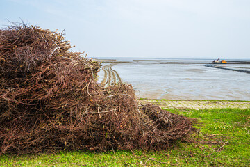 Reisig zur Landgewinnung in Ostfriesland an der deutschen Nordseeküste