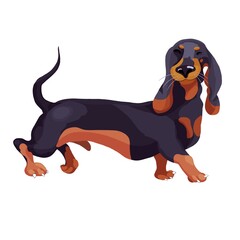  Illustration of a dachshund on a white background. Pets. Cute dog. Funny cartoon dog for printing. Illustration for printing on children's textiles, postcards, stickers, stationery, clothes. - obrazy, fototapety, plakaty