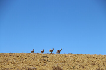 La llama es un mamífero artiodactilo domestico de la familia Camelidae abundante en la Puna o Altiplano