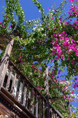 beautiful balcony with south exotic flowers in sunny day