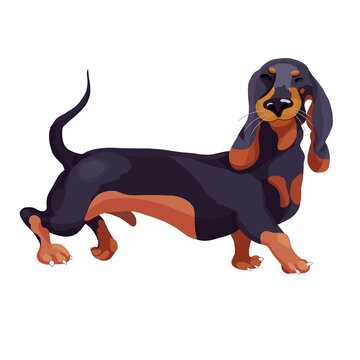  Illustration of a dachshund on a white background. Pets. Cute dog. Funny cartoon dog for printing. Illustration for printing on children's textiles, postcards, stickers, stationery, clothes.