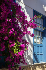 Fototapeta na wymiar white building a with blue widow and door, with south exotic flowers in sunny day