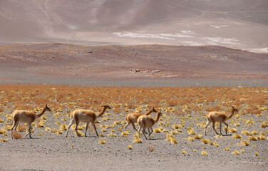 La llama es un mamífero artiodactilo domestico de la familia Camelidae abundante en la Puna o Altiplano