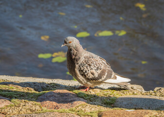 Closeup of domestic pigeon (Columba livia domestica) perched on stone pier by water on sunny day. Long shadows on pier