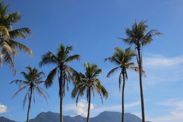 Obraz premium palm tree on the beach