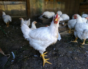 A chicken of the Broiler breed is standing on the farm, watching directly into the camera