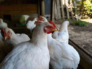 Broiler chicken with a red scallop close-up against the background of other similar chickens