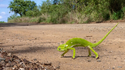 Close up of a  bright green flap neck chameleon - Chamaeleo dilepis - crossing a gravel road. ...