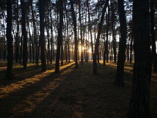 Obraz premium path in the forest