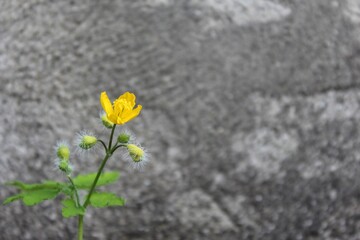Small yellow celandine flower on a grey wall background