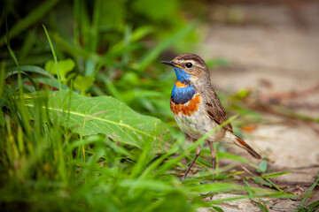 The bluethroat (Luscinia svecica) is a small passerine bird .
