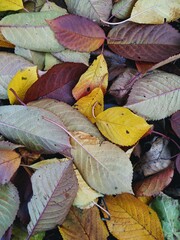 Top down view of yellow and purple leaves fallen from cherry tree