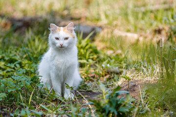 Naklejka na ściany i meble white cat sits on the ground around the growing grass, summer day happy cat