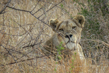 A lioness lying in long yellow grass during day time.  She is camouflaged in the grass.  Location: Kruger National Park, South Africa