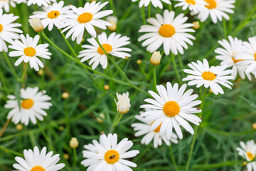 Fototapeta premium many daisies with white petals on the field, side view. row of daisies, summer flowers